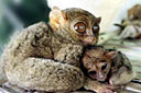 Yes, there are tarsiers in Sarangani!